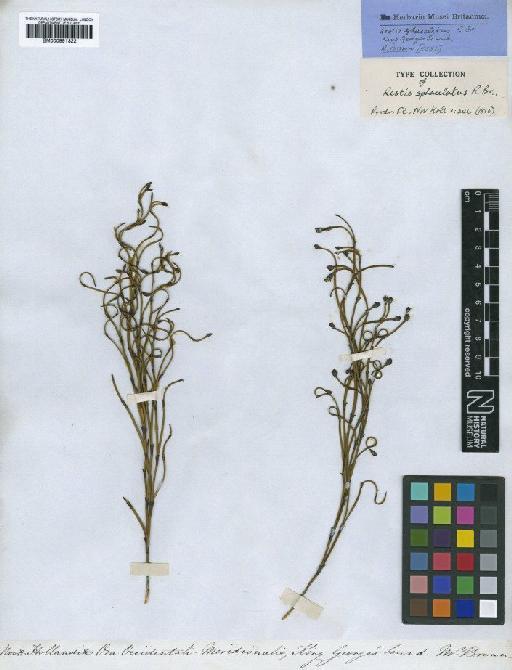 Chordifex sphacelatus (R.Br.) B.G.Briggs & L.A.S.Johnson - BM000991322