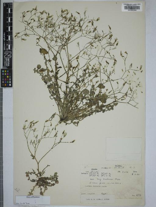 Lactuca dissecta D.Don - 000802869