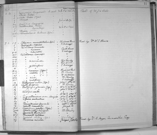 Chromidotilapia batesii - Zoology Accessions Register: Fishes: 1912 - 1936: page 11