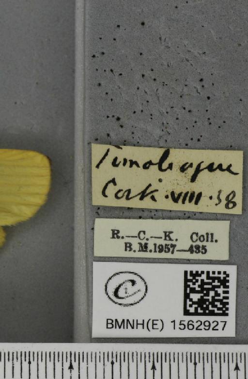 Lithosia quadra (Linnaeus, 1758) - BMNHE_1562927_label_285364