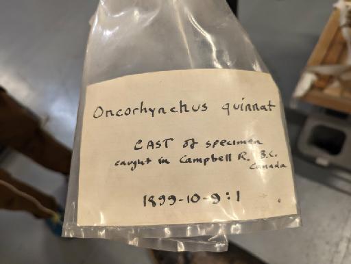 Oncorhynchus quinnat (Richardson, 1836) - 1899.10.9.1, Oncorhynchus quinnat