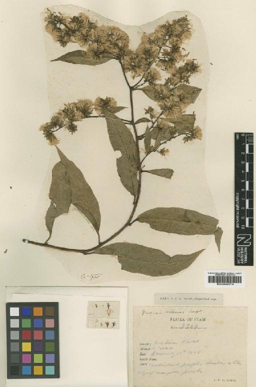 Vernonia craibiana Kerr - BM000945714