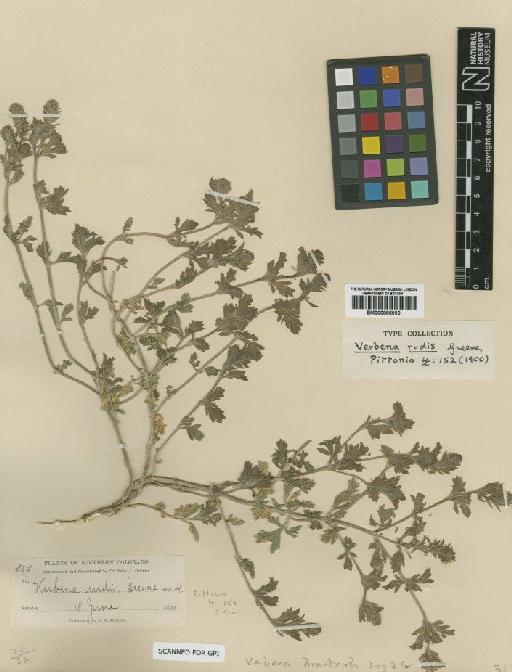 Verbena bracteata Lag. & Rodr. - BM000885936