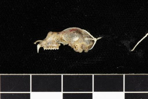 Rhinolophus lepidus shortridgei Andersen,  1918 - 1918_8_3_1-Rhinolophus_lepidus_shortridgei-Holotype-Skull-lateral