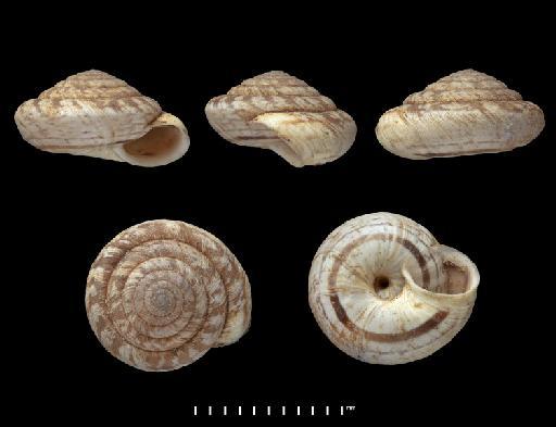 Helix (Helicella) polymorpha depressiuscula Lowe, 1831 - 1948.7.8.9, SYNTYPE, Helix (Helicella) polymorpha depressiuscula Lowe, 1831