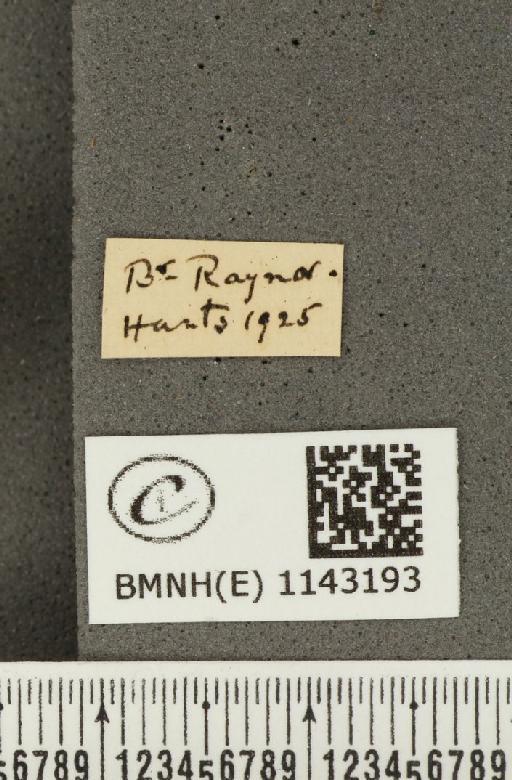 Satyrium pruni (Linnaeus, 1758) - BMNHE_1143193_label_96720