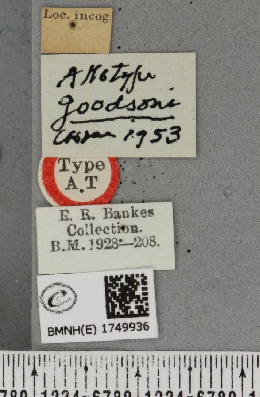 Hydriomena furcata ab. goodsoni Cockayne, 1953 - BMNHE_1749936_label_327402