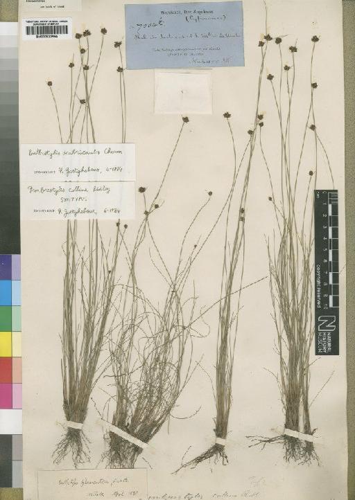 Bulbostylis scabricaulis Cherm. - BM000922564