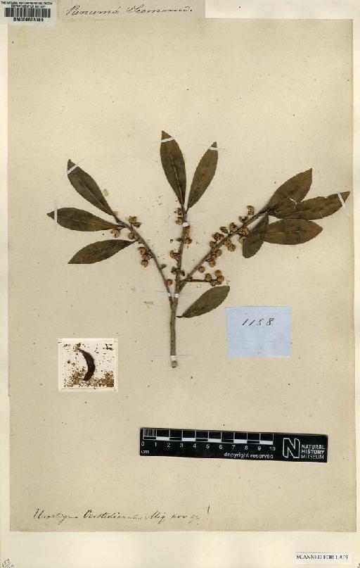 Ficus oerstediana (Miq.) Miq. - BM000603109