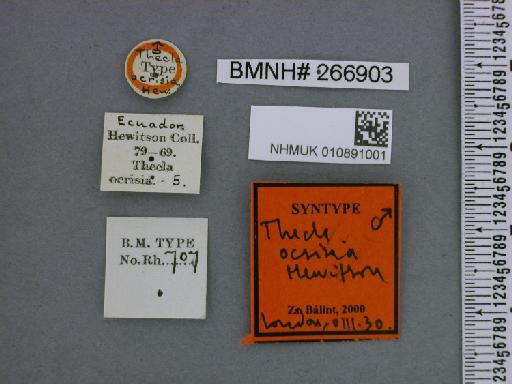 Ocaria ocrisia (Hewitson, 1868) - NHMUK010891001_Ocaria_ocrisia_Hewitson_syntype_Label 1