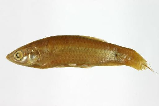 Rasbora daniconius (Hamilton, 1822) - BMNH 1867.7.24.31-33, Rasbora daniconius
