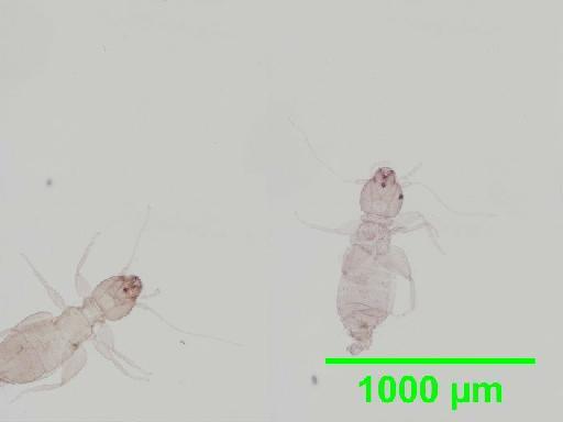 Liposcelis pubescens Broadhead & Richards, 1947 - 010150932__2016_03_17_s2