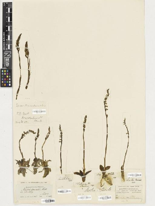 Spiranthes spiralis (L.) Chevall. - BM001164356