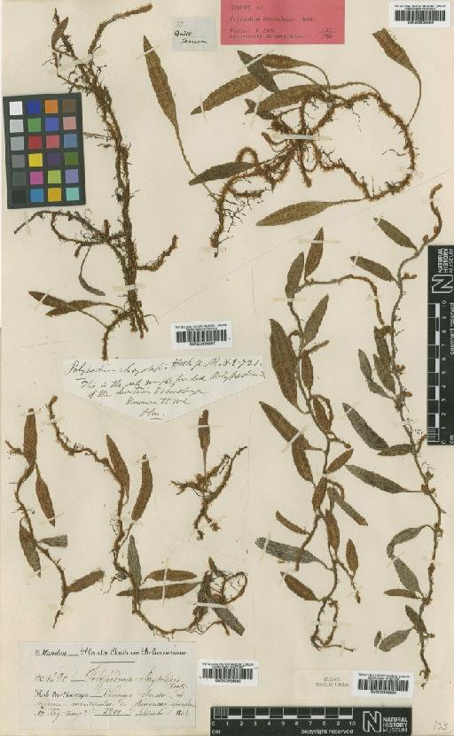 Microgramma chrysolepis (Hook.) Crabbe - BM000936899