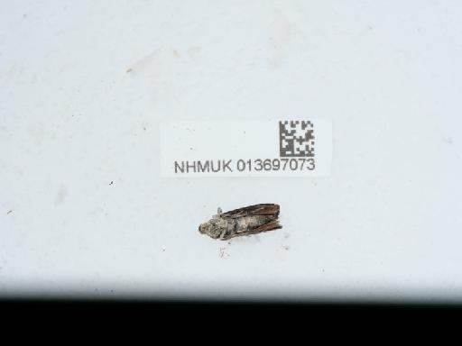 Pammene regiana (Zeller, 1849) - 013697073_1