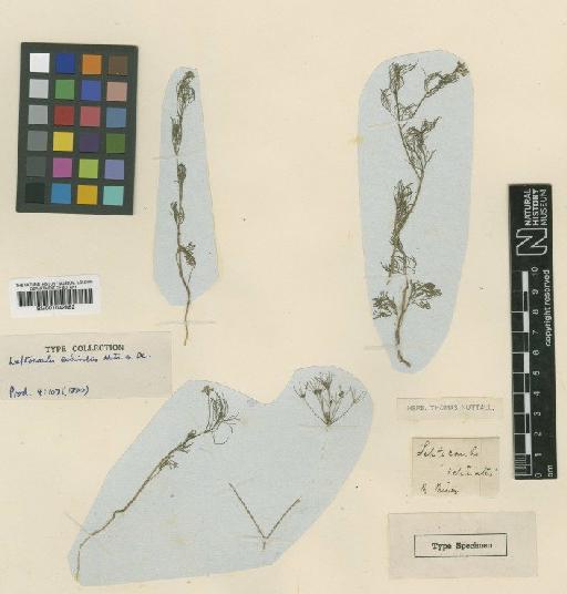 Spermolepis echinata (Nutt. ex DC.) A.Heller - BM001042882