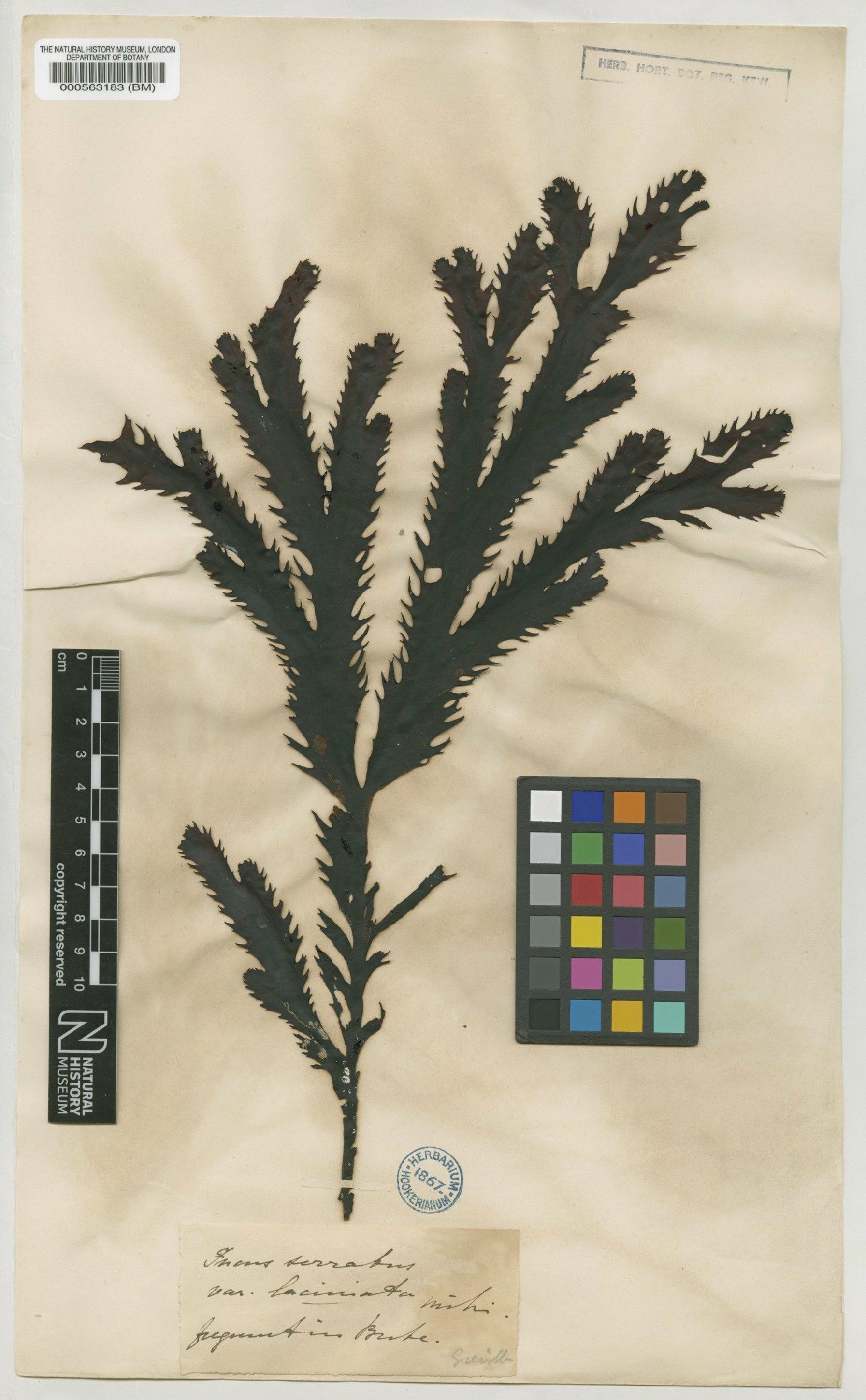 To NHMUK collection (Fucus serratus L.; TYPE; NHMUK:ecatalogue:4722767)