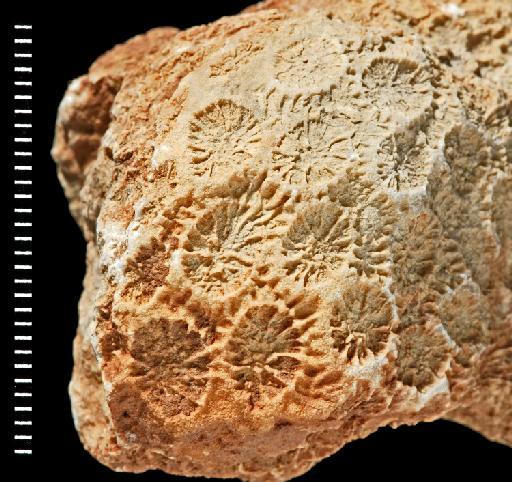 Montastraea canalis - Fossil Coral AZ3123