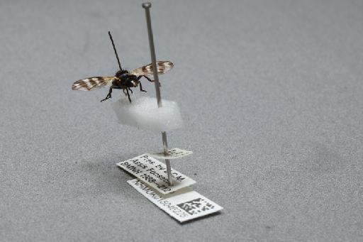 Ceroxys urticae (Linnaeus, 1758) - 015046225_additional_2