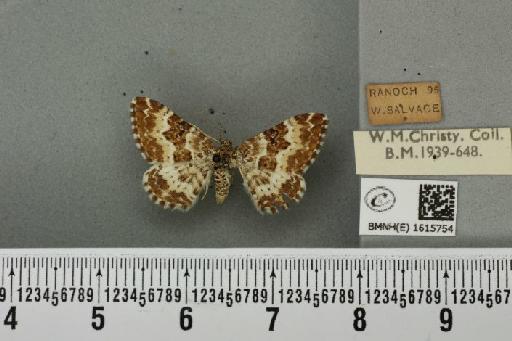 Epirrhoe tristata (Linnaeus, 1758) - BMNHE_1615754_324299