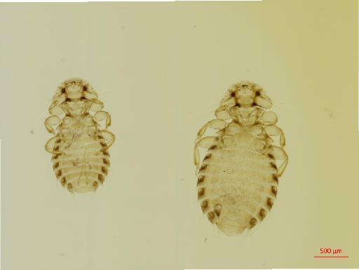 Eidmanniella subrotunda Piaget, 1880 - 010656559__2017_07_20-Scene-1-ScanRegion0