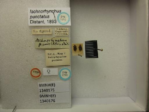 Ischnorhynchus punctatus Distant, 1893 - Ischnorhynchus punctatus-BMNH(E)1340176-Syntype female dorsal & labels
