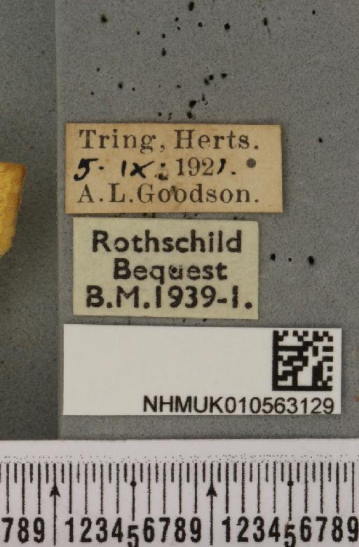 Cirrhia icteritia ab. aurantia Tutt, 1892 - NHMUK_010563129_label_620664