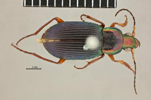 Chlaenius luculentus Andrewes, 1920 - 2017-03-27 18-57-53 (C)-Chlaenius-luculentus-NHMUK010580493