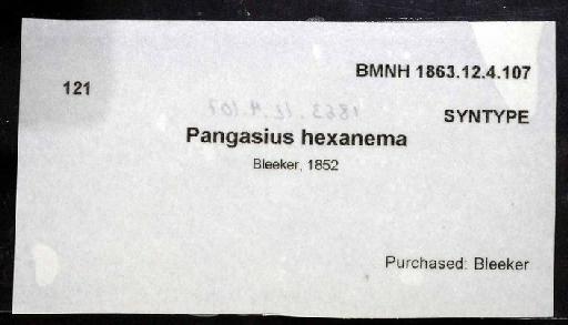 Lais hexanema (Bleeker, 1852) - 1863.12.4.107; Pangasius hexanema; image of jar label; ACSI project image