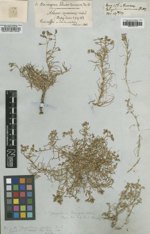 Spergularia marina (L.) Griseb. - BM000072091