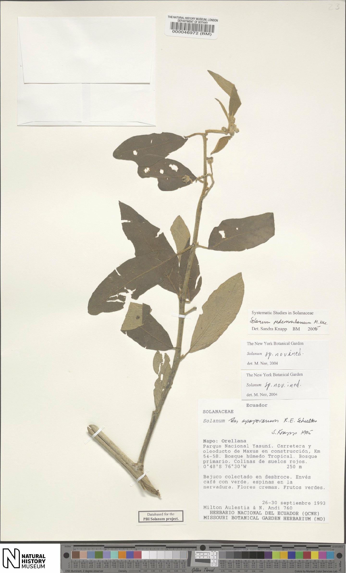 To NHMUK collection (Rubiaceae Juss.; NHMUK:ecatalogue:4609108)