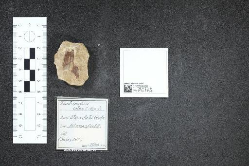 Ischyodus colei infraphylum Gnathostomata Agassiz, 1843 - 010039850_L010041001