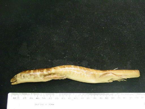 Eugongylus albofasciolatus albofasciolatus - Eugongylus albofasciolatus type 1946.8.13.74 013.JPG