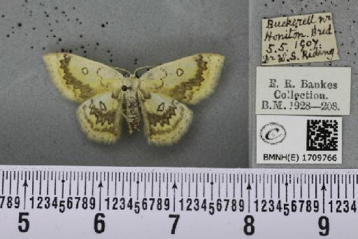 Cyclophora annularia ab. fasciata Lempke, 1949 - BMNHE_1709766_273740