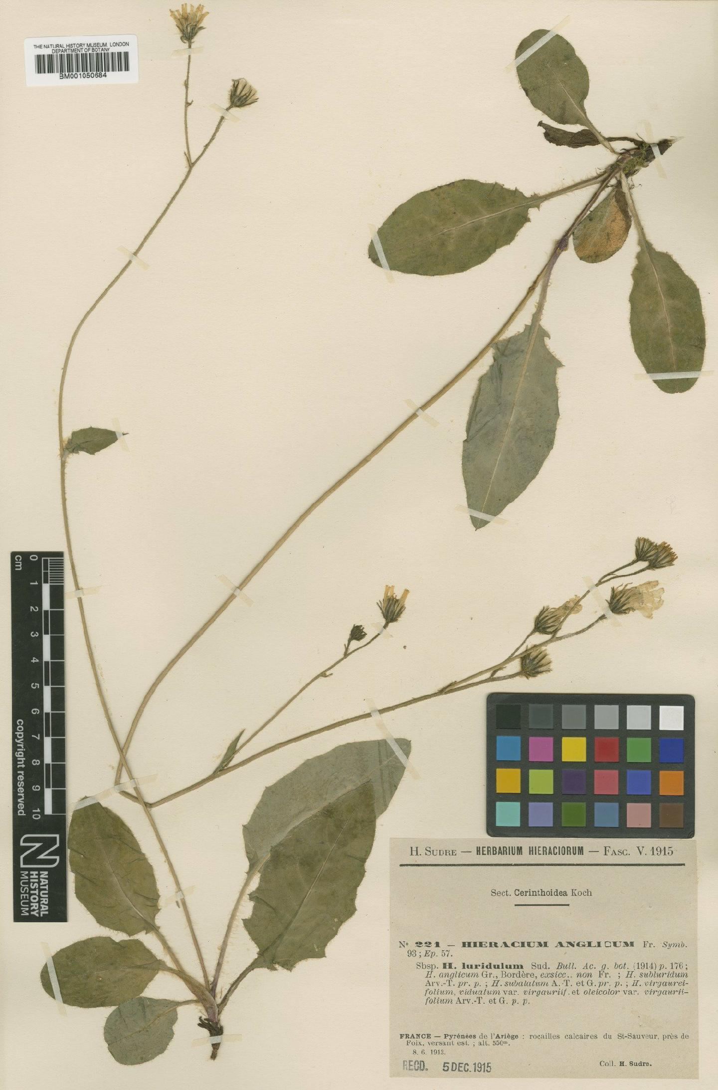 To NHMUK collection (Hieracium mougeotii subsp. anglicum (Fr.) Zahn; TYPE; NHMUK:ecatalogue:2398061)