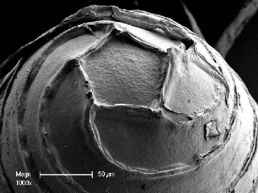 Lamprothamnium macropogon (A.Braun) Ophel - OosporeBase