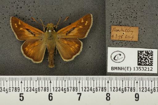 Hesperia comma (Linnaeus, 1758) - BMNHE_1353212_156248