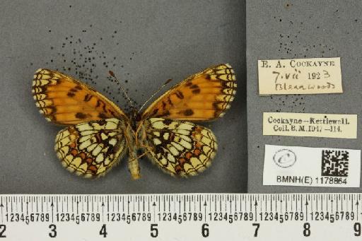 Melitaea athalia ab. subtusnigrescens Caruel, 1944 - BMNHE_1178864_56590