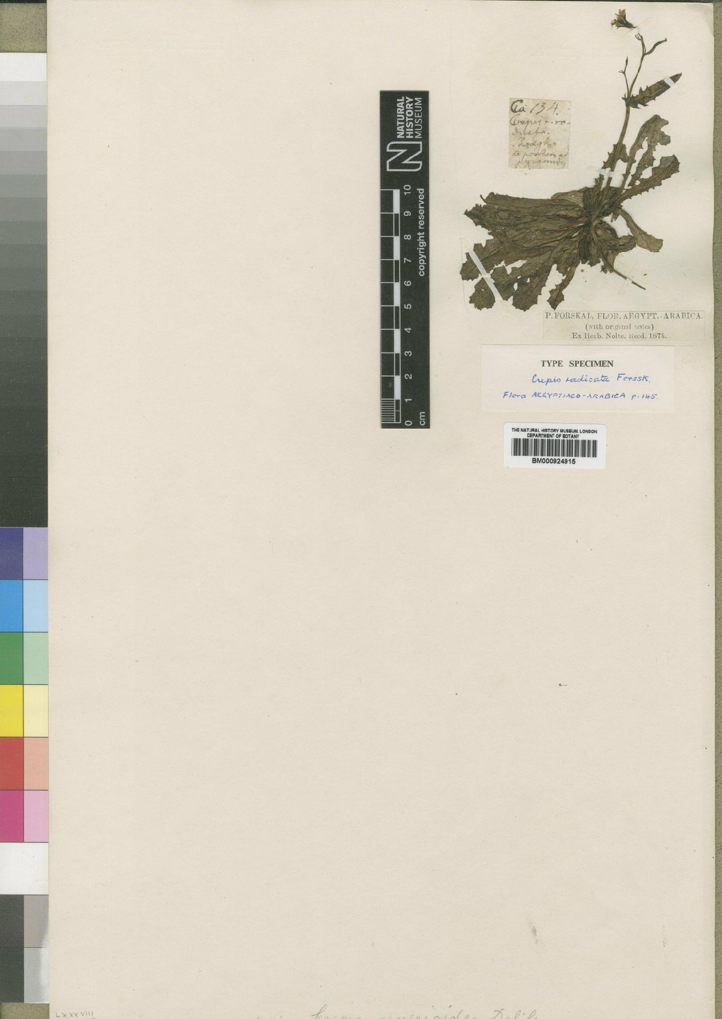 To NHMUK collection (Crepis senecioides Delile; Type; NHMUK:ecatalogue:4553792)
