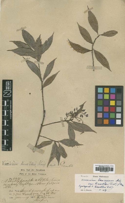 Vaccinium bancanum Miq. - BM000996437