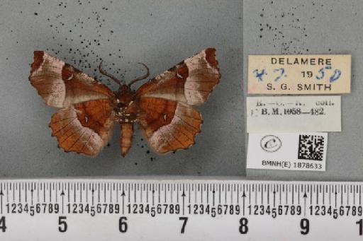 Selenia tetralunaria tetralunaria (Hufnagel, 1767) - BMNHE_1878633_449551