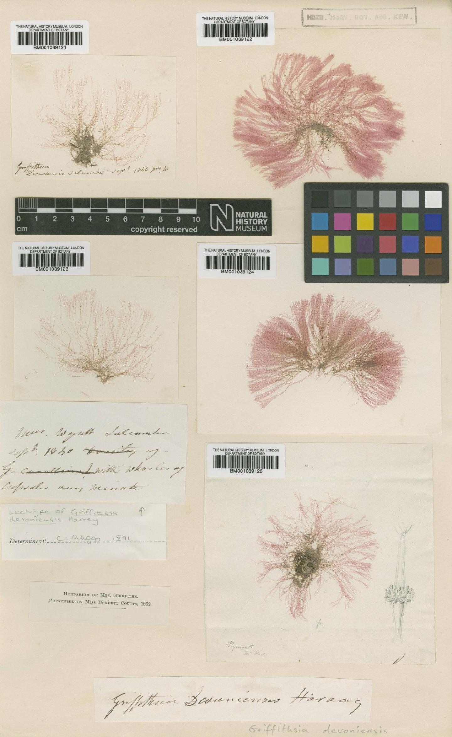 To NHMUK collection (Griffithsia devoniensis Harv.; Lectotype; NHMUK:ecatalogue:708065)
