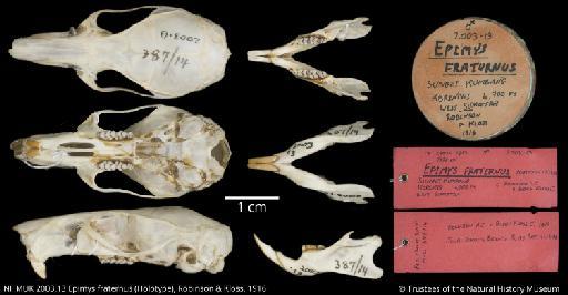 Epsmys fraternus Robinson, H.C. (through) & Kloss, C.B. (on label), 1916 - NHMUK 2003.13 Epimys fraternus