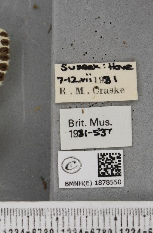Abraxas grossulariata (Linnaeus, 1758) - BMNHE_1878550_label_437590
