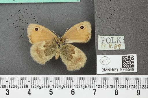Coenonympha pamphilus ab. antirufa Leeds, 1950 - BMNHE_1065549_26872