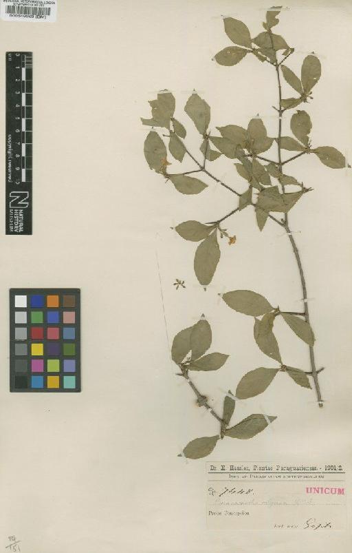Basanacantha calycina (Cham.) Schum - BM000549068