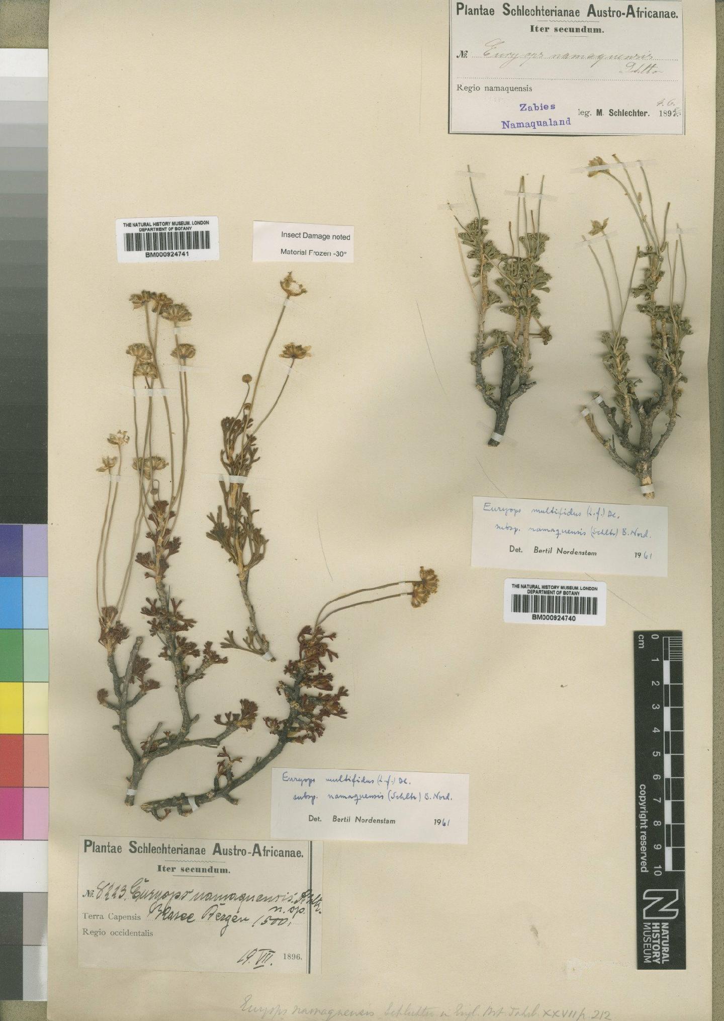 To NHMUK collection (Euryops namaquensis Schltr.; Syntype; NHMUK:ecatalogue:4553403)