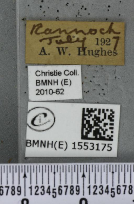 Ochropacha duplaris (Linnaeus, 1761) - BMNHE_1553175_label_237516