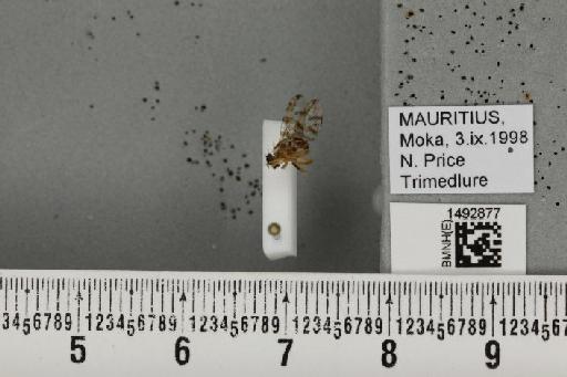 Ceratitis (Pterandrus) quilicii De Meyer et al., 2016 - BMNHE_1492877_43913
