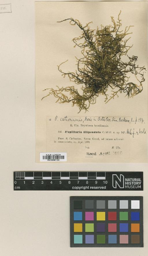 Papillaria catharinensis Paris - BM000961086_a